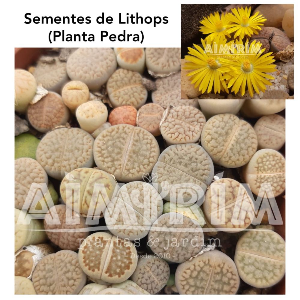 100 sementes de Lithops MIX Imagem 1
