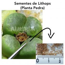 100 sementes de Lithops MIX
