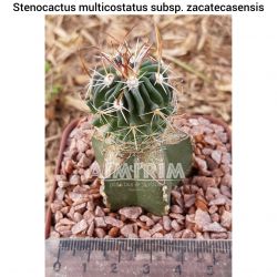 Stenocactus multicostatus subsp. zacatecasensis - Uma planta enxertada