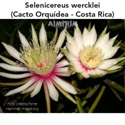 Planta Selenicereus wercklei - Cacto Orquídea