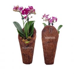 Um Vaso Fibra De Coco tipo Concha Plantas Orquídeas Decoração