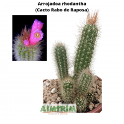 Cacto Arrojadoa rhodantha - Uma Planta